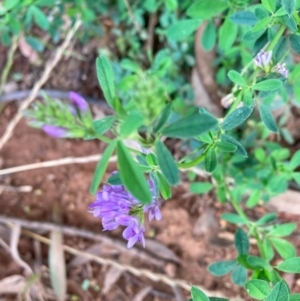 Medicago sativa at Hackett, ACT - 3 Dec 2023