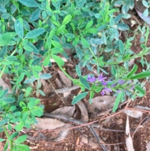 Medicago sativa at Hackett, ACT - 3 Dec 2023