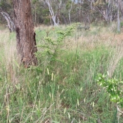 Pyracantha angustifolia at Hackett, ACT - 3 Dec 2023 06:34 PM