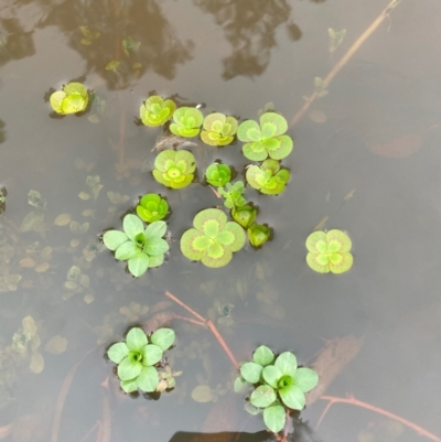 Marsilea mutica (Nardoo) at FMC220: Mt Majura 3 Jukes - 3 Dec 2023 by waltraud