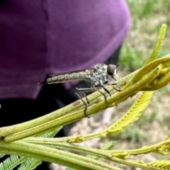 Unidentified Robber fly (Asilidae) at Aranda, ACT - 3 Dec 2023 by KMcCue