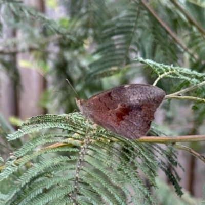 Heteronympha merope (Common Brown Butterfly) at Aranda, ACT - 3 Dec 2023 by KMcCue