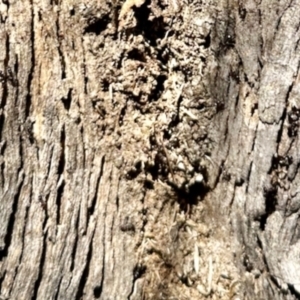 Papyrius sp. (genus) at Mount Painter - suppressed