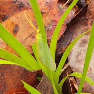 Norfolius howensis at Magpie Hill Park, Lyneham - 28 Nov 2023