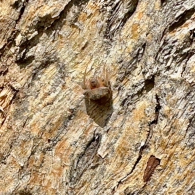 Dolophones sp. (genus) (Wrap-around spider) at Aranda, ACT - 3 Dec 2023 by KMcCue