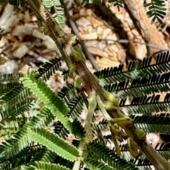 Sextius virescens (Acacia horned treehopper) at Aranda, ACT - 3 Dec 2023 by KMcCue