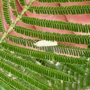 Philobota productella at Aranda, ACT - 3 Dec 2023