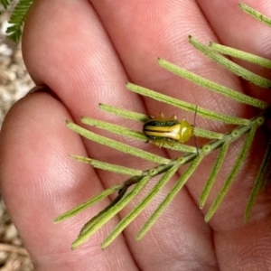 Calomela vittata at Aranda, ACT - 3 Dec 2023