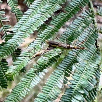 Rayieria acaciae (Acacia-spotting bug) at Aranda, ACT - 3 Dec 2023 by KMcCue