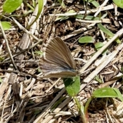 Zizina otis (Common Grass-Blue) at Belconnen, ACT - 2 Dec 2023 by KMcCue