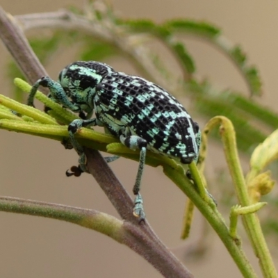 Chrysolopus spectabilis (Botany Bay Weevil) at Wingecarribee Local Government Area - 1 Dec 2023 by Curiosity