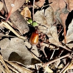 Ecnolagria grandis (Honeybrown beetle) at Belconnen, ACT - 2 Dec 2023 by KMcCue
