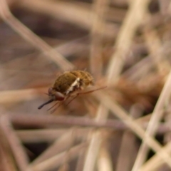 Staurostichus sp. (genus) (Unidentified Staurostichus bee fly) at Hill Top - 30 Nov 2023 by Curiosity
