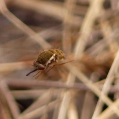 Staurostichus sp. (genus) (Unidentified Staurostichus bee fly) at Hill Top - 1 Dec 2023 by Curiosity