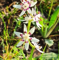 Wurmbea dioica subsp. dioica (Early Nancy) at Magpie Hill Park, Lyneham - 4 Oct 2021 by MPhillips