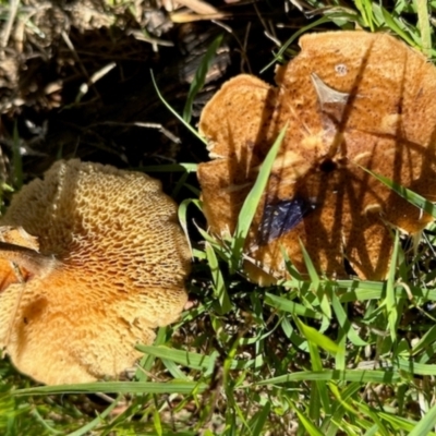 Lentinus arcularius (Fringed Polypore) at Mount Painter - 2 Dec 2023 by KMcCue