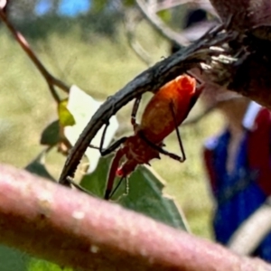 Gminatus australis at Mount Painter - 3 Dec 2023 09:37 AM