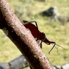 Gminatus australis at Mount Painter - 3 Dec 2023