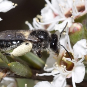 Leioproctus sp. (genus) at Mount Jerrabomberra - 3 Dec 2023