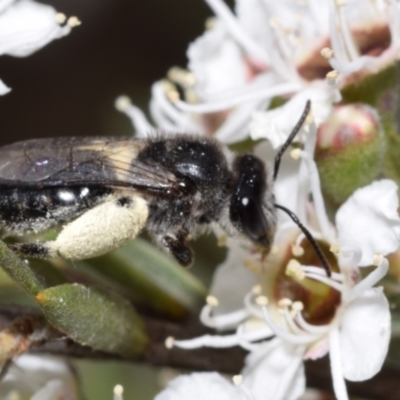 Leioproctus sp. (genus) (Plaster bee) at QPRC LGA - 3 Dec 2023 by DianneClarke