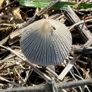 Coprinellus etc. at Mount Painter - 3 Dec 2023 09:49 AM