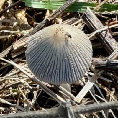 Coprinellus etc. (An Inkcap) at Belconnen, ACT - 2 Dec 2023 by KMcCue