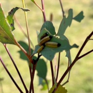 Paropsisterna cloelia at Mount Painter - 3 Dec 2023