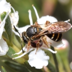 Lasioglossum (Chilalictus) bicingulatum (Halictid Bee) at Mount Jerrabomberra - 3 Dec 2023 by DianneClarke