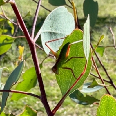 Caedicia simplex (Common Garden Katydid) at Belconnen, ACT - 2 Dec 2023 by KMcCue