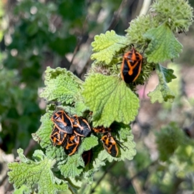 Agonoscelis rutila (Horehound bug) at Mount Painter - 2 Dec 2023 by KMcCue