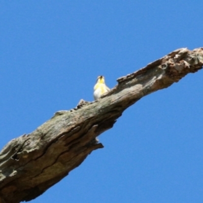 Pardalotus striatus (Striated Pardalote) at Mount Painter - 3 Dec 2023 by KMcCue