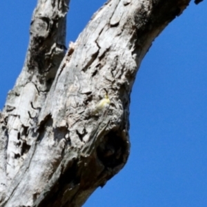 Pardalotus striatus at Mount Painter - 3 Dec 2023