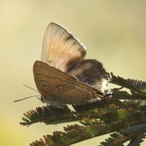 Jalmenus ictinus at Mount Taylor - 3 Dec 2023