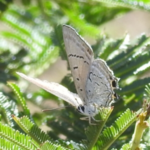 Jalmenus ictinus at Mount Taylor - 3 Dec 2023