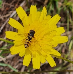 Simosyrphus grandicornis at Mount Mugga Mugga - 4 Dec 2023