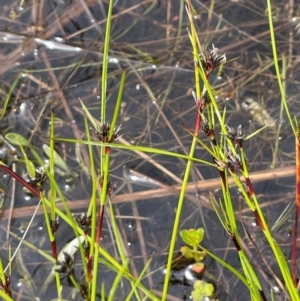 Schoenus apogon at Gibraltar Pines - 23 Nov 2021