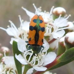 Castiarina scalaris (Scalaris jewel beetle) at Kambah, ACT - 3 Dec 2023 by HelenCross