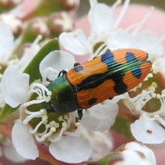 Castiarina scalaris at Mount Taylor - 3 Dec 2023