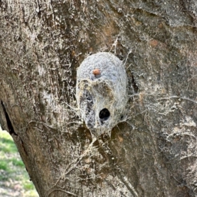 Unverified Insect at Mount Painter - 3 Dec 2023 by KMcCue