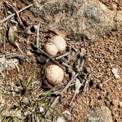 Unverified Fungus at Mount Painter - 3 Dec 2023 by KMcCue