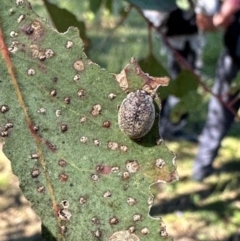 Trachymela sp. (genus) (Brown button beetle) at Mount Painter - 2 Dec 2023 by KMcCue