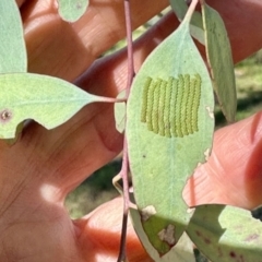 Uraba lugens (Gumleaf Skeletonizer) at Belconnen, ACT - 2 Dec 2023 by KMcCue