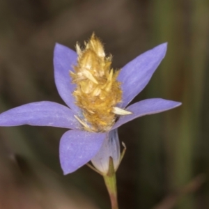 Heliocosma (genus - immature) at McKellar, ACT - 3 Dec 2023 03:41 PM