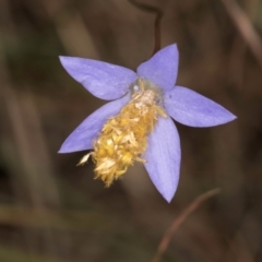 Heliocosma (genus - immature) at McKellar, ACT - 3 Dec 2023 03:41 PM