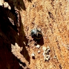 Unverified Insect at Mount Painter - 3 Dec 2023 by KMcCue