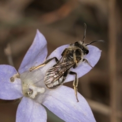 Lasioglossum (Chilalictus) lanarium (Halictid bee) at Blue Devil Grassland, Umbagong Park (BDG) - 3 Dec 2023 by kasiaaus