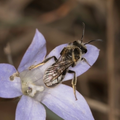 Lasioglossum (Chilalictus) lanarium (Halictid bee) at Umbagong District Park - 3 Dec 2023 by kasiaaus