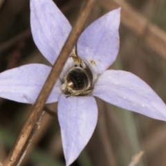 Lasioglossum (Chilalictus) lanarium at Blue Devil Grassland, Umbagong Park (BDG) - 3 Dec 2023