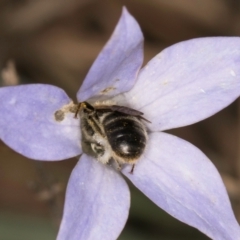 Lasioglossum (Chilalictus) lanarium at Latham, ACT - 3 Dec 2023 03:23 PM