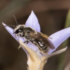 Lasioglossum (Chilalictus) lanarium (Halictid bee) at Latham, ACT - 3 Dec 2023 by kasiaaus